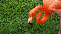 Flamingo on grass field. Free public domain CC0 photo.