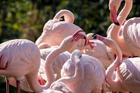 Pink flamingo birds, animal photography. Free public domain CC0 image.