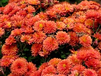 Orange chrysanthemum background. Free public domain CC0 photo.