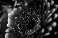 Gerbera background, black and white. Free public domain CC0 photo.