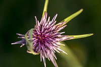 Pink thistle background. Free public domain CC0 photo.