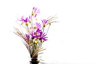 Purple flowers in vase. Free public domain CC0 photo.