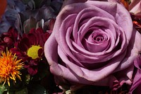Purple rose background. Free public domain CC0 image.