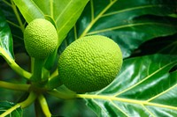 Closeup on breadfruit plant. Free public domain CC0 image.