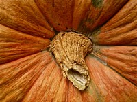 Closeup on pumpkin bottom. Free public domain CC0 photo.