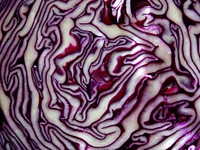 Purple cabbage. Free public domain CC0 image.
