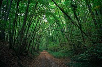 Trees & forest. Free public domain CC0 photo