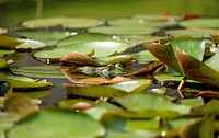 Water lily leaves and frog. Free public domain CC0 image.