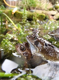 Frog amphibian animal. Free public domain CC0 image