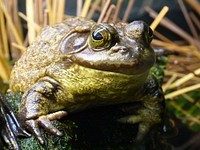 Frog wildlife animal. Free public domain CC0 photo