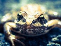 Frog wildlife animal. Free public domain CC0 photo