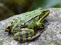 Frog wildlife animal. Free public domain CC0 photo