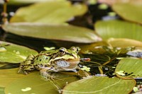 Spotted frog in nature closeup. Free public domain CC0 photo.