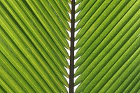 Palm leaf background, macro shot. Free public domain CC0 image.