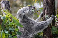 Cute koala bear, Australian animal. Free public domain CC0 photo.