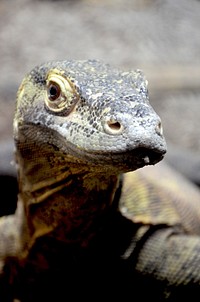 Monitor lizard. Free public domain CC0 image.