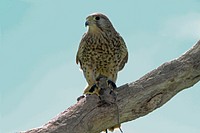 Falcon, bird photography. Free public domain CC0 image.