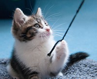 Cute little kitten image, free public domain CC0 photo.