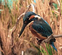River kingfisher, bird photography. Free public domain CC0 image.