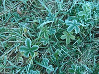 Closeup on frost covered grass. Free public domain CC0 image.