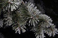 Closeup on frost covered pine branch. Free public domain CC0 image.