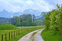 Forest road, nature. Free public domain CC0 image.