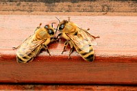 Bee on wood. Free public domain CC0 photo.