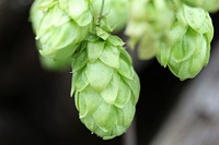 Closeup of hops growing on plant. Free public domain CC0 image. 