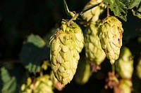 Closeup of hops growing on plant. Free public domain CC0 image. 