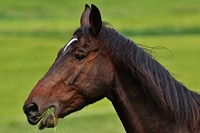 Brown horse in pasture. Free public domain CC0 photo.