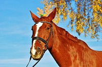 Chestnut horse in bridle. Free public domain CC0 photo.