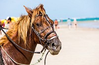 Horse at beach. Free public domain CC0 photo.