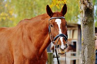 Chestnut horse in bridle. Free public domain CC0 photo.