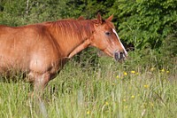 Chestnut horse in field. Free public domain CC0 photo.