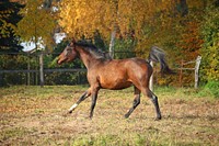 Happy brown horse in field. Free public domain CC0 photo.