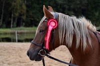 Horse with pink ribbon. Free public domain CC0 photo.