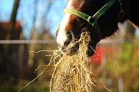 Close up horse mouth eating hay. Free public domain CC0 photo.