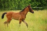 Foal, baby horse in field. Free public domain CC0 photo.