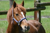 Horse wearing halter. Free public domain CC0 photo.