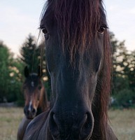 Black horse, animal image. Free public domain CC0 photo.