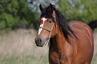 Happy brown horse in field. Free public domain CC0 photo.