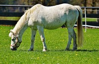 Gray horse eating grass. Free public domain CC0 photo.