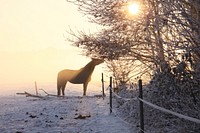 Horse in winter field. Free public domain CC0 photo.
