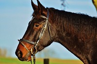 Horse in bridle, animal photography. Free public domain CC0 image.