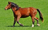 Happy brown horse in field. Free public domain CC0 photo.