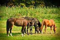 Horses in a pasture. Free public domain CC0 photo.