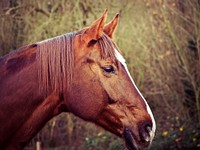 Chestnut horse, animal photography. Free public domain CC0 image.