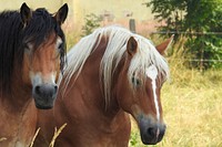 Two horses, animal image. Free public domain CC0 photo.