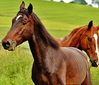 Two horses grazing in field. Free public domain CC0 photo.