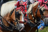 Draught horses, animal image. Free public domain CC0 photo.